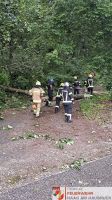 _2026-05-31 Baum über Straße Hohes Kreuz-17-6